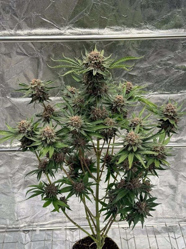 Cherry Cola RF3 van Fast Buds