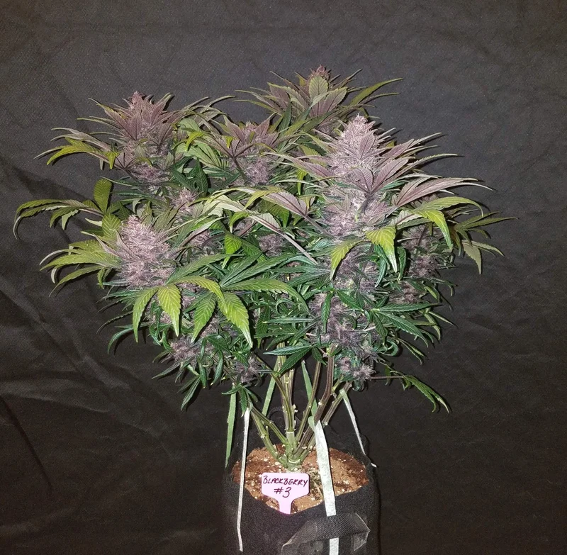 Blackberry van Fast Buds