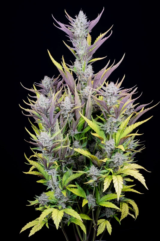 Wedding Glue van Fast Buds