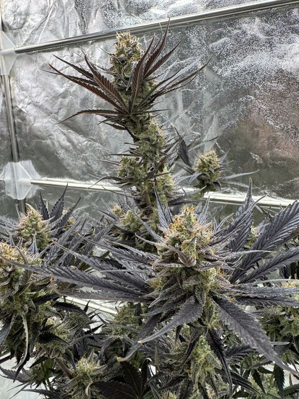 Guava RF3 van Fast Buds