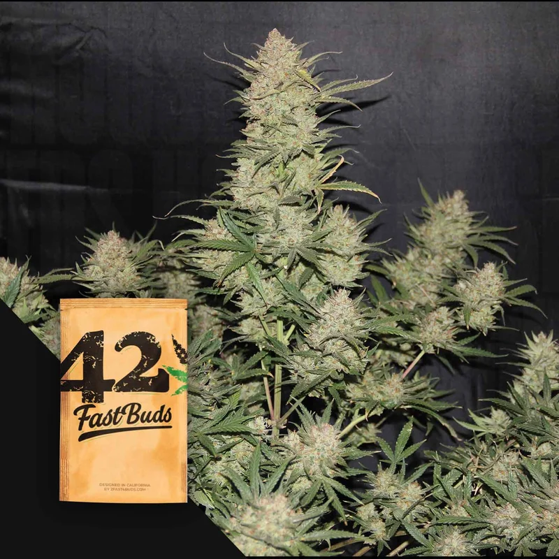 Original OG Kush van Fast Buds