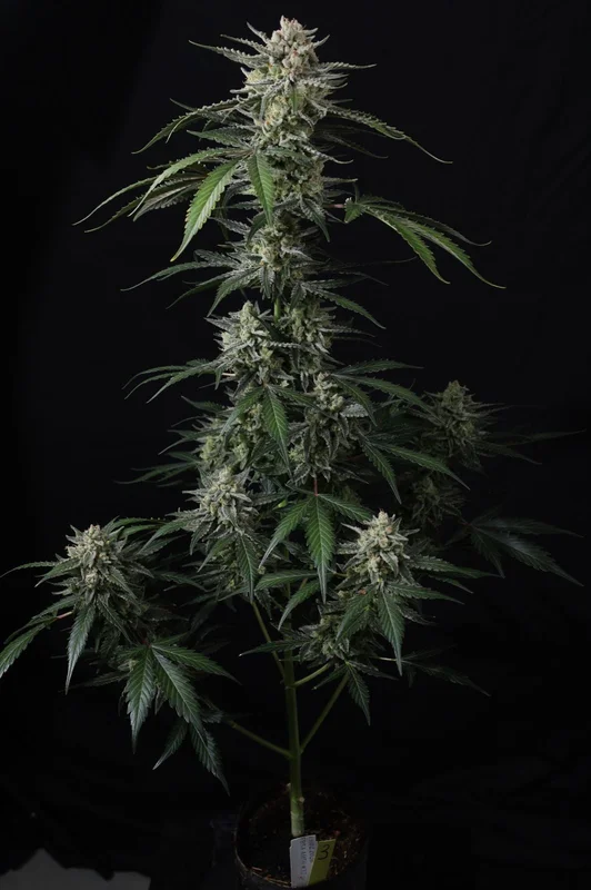 Banana Guava van Fast Buds