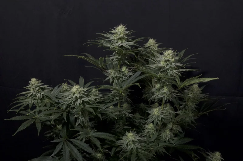 GG4 Sherbet van Fast Buds
