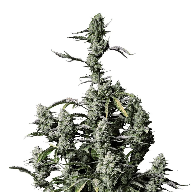 Gorilla Zkittlez van Fast Buds