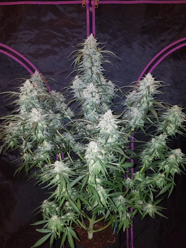 Pineapple Express van Fast Buds