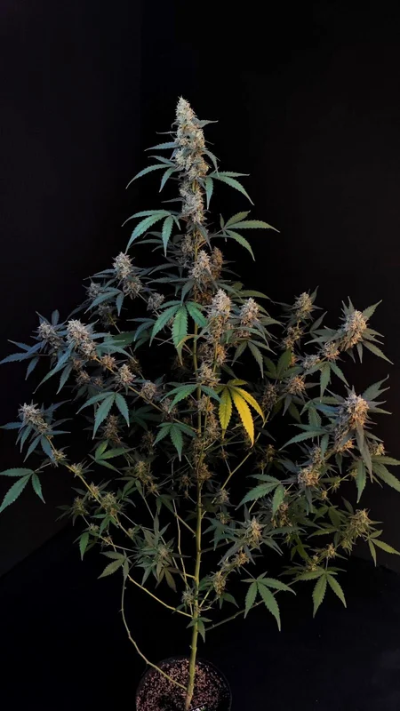 BubbleGum van Fast Buds
