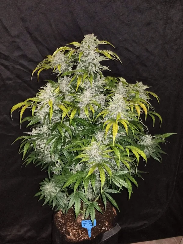 CBD 1:1 (CBD Crack) van Fast Buds