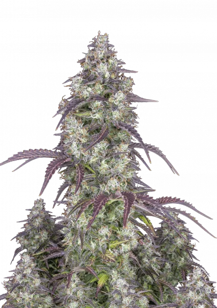 Lemon Pie van Fast Buds