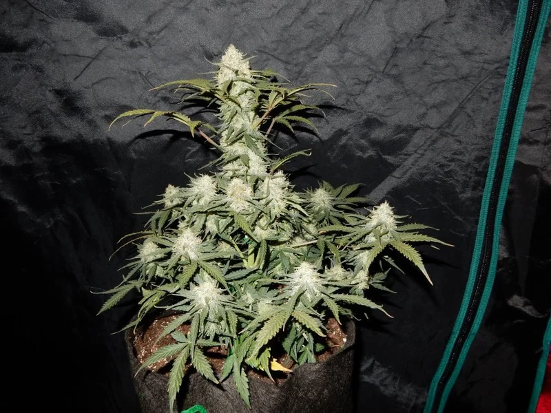 West Coast O.G. van Fast Buds
