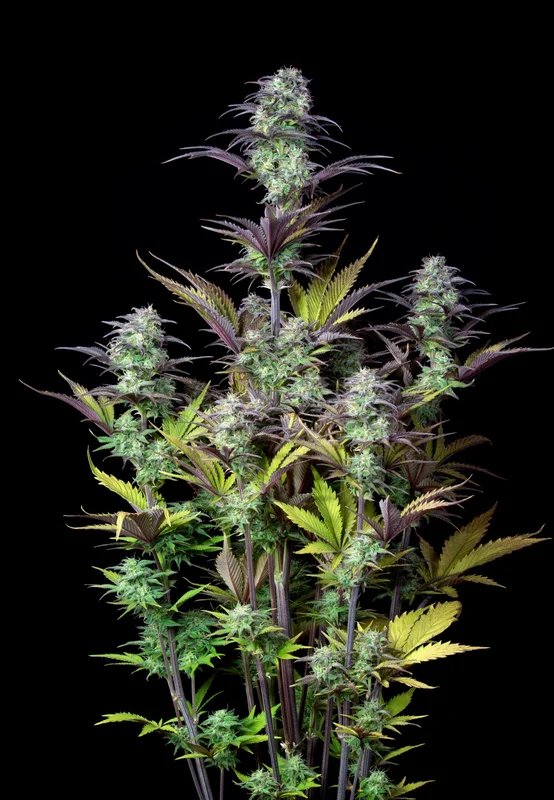 Blueberry van Fast Buds