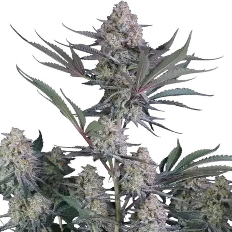 Lemon Tree van Fast Buds
