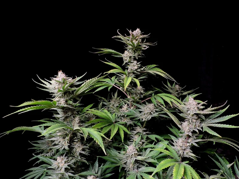 Cherry Cola van Fast Buds