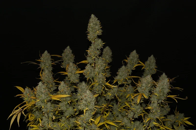 Gelato van Fast Buds