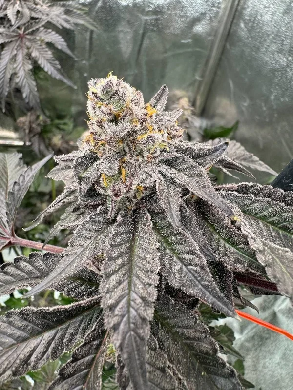 Gary Sherbet van Fast Buds