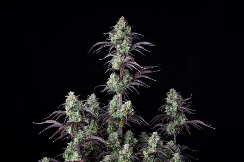 Mimosa Cake van Fast Buds