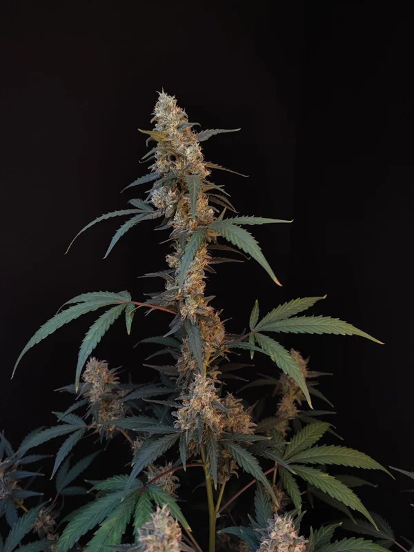 BubbleGum van Fast Buds