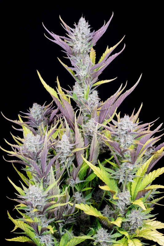Wedding Glue van Fast Buds