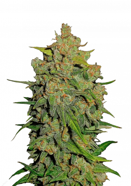 Lemon AK van Fast Buds