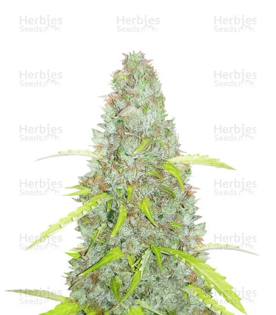 Original Critical van Fast Buds