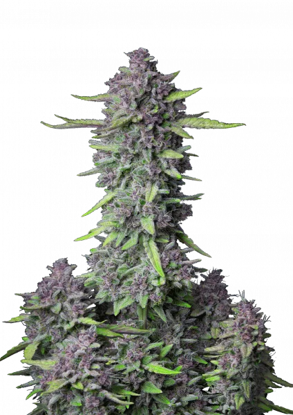 Purple Punch van Fast Buds