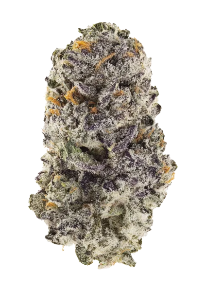 Z42 van Fast Buds