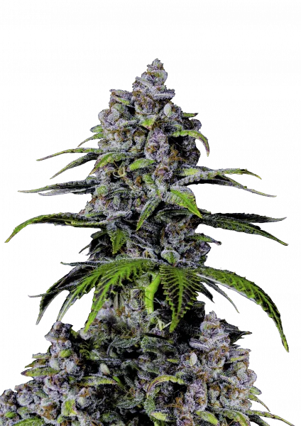 Purple Lemonade van Fast Buds