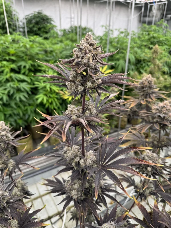 Banana Purple Punch RF3 van Fast Buds