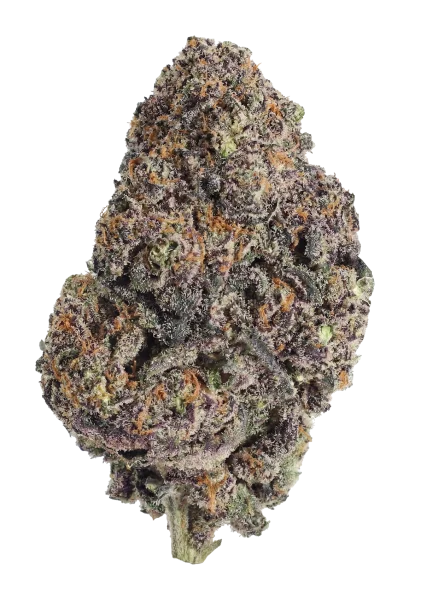Papayton van Fast Buds