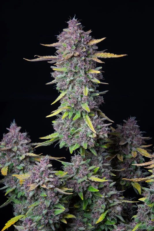 Purple Punch van Fast Buds