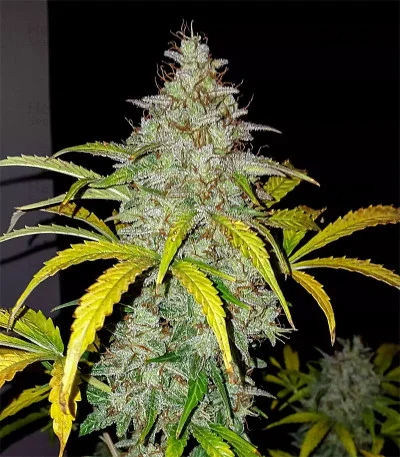 Original Jack Herer van Fast Buds