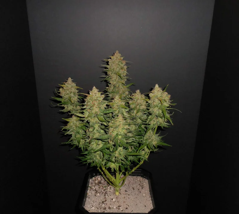 Lemon AK van Fast Buds