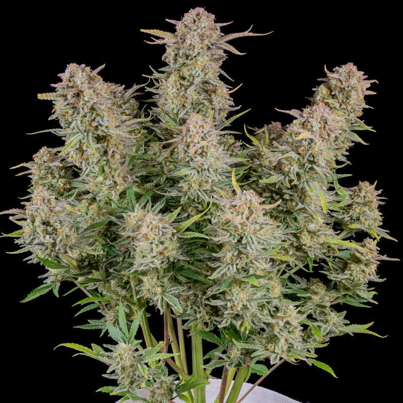 Bruce Banner van Fast Buds