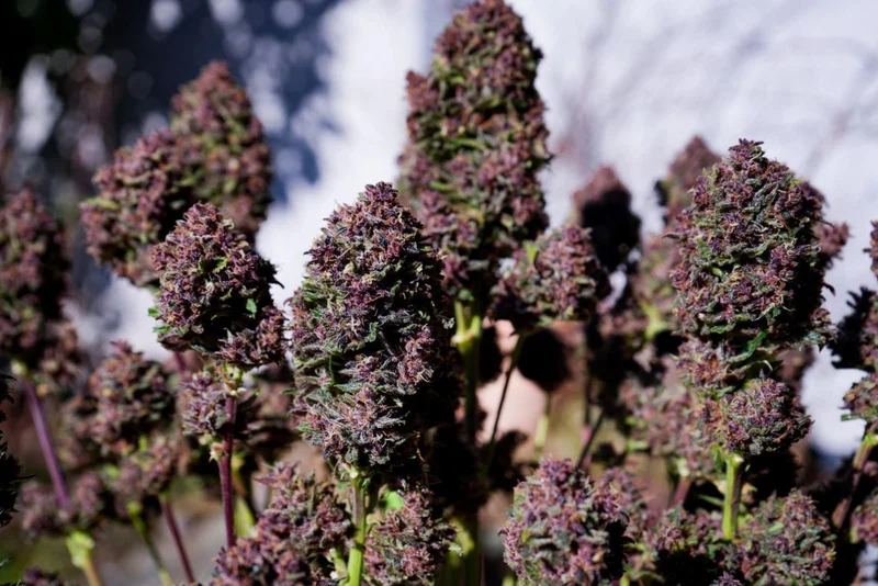 Purple Haze van Fast Buds