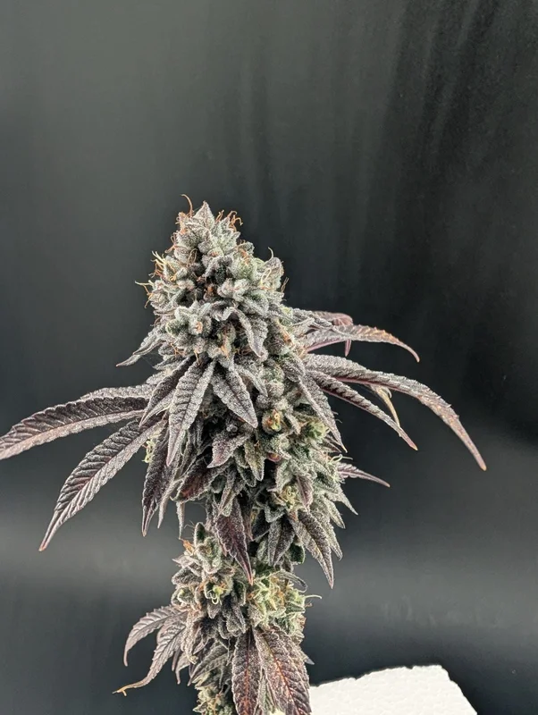 Garlic Mint Sherbet van Fast Buds