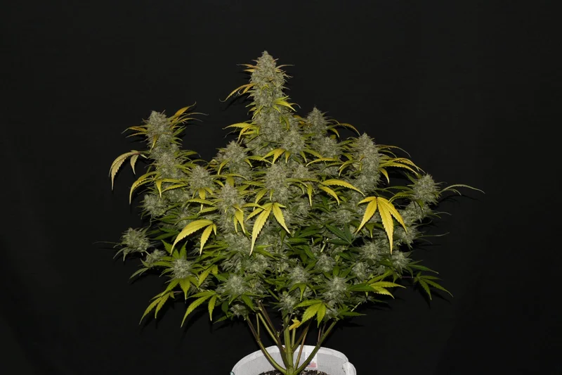 Gelato van Fast Buds