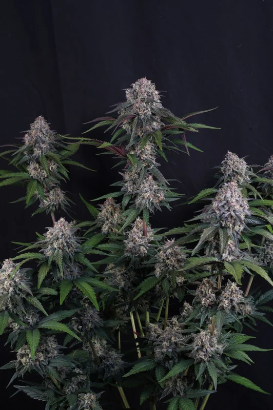 Lemon Cherry Sundae van Fast Buds