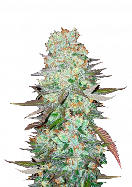 G14 van Fast Buds