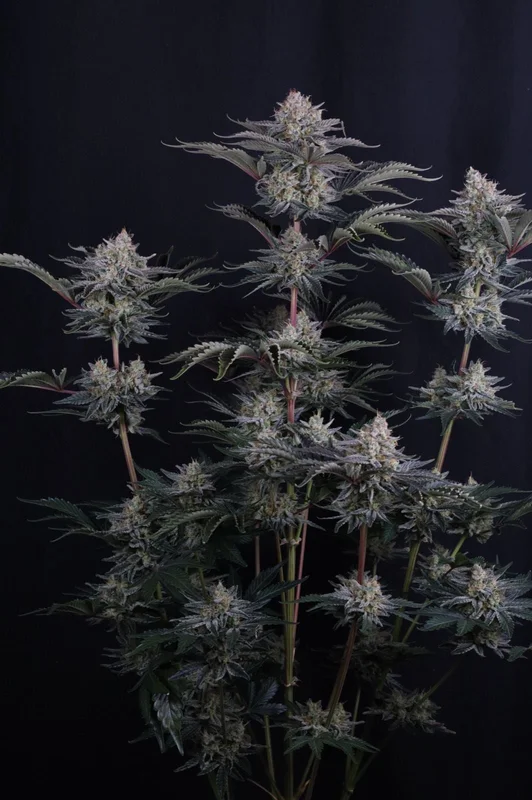 Mendo Frost van Fast Buds