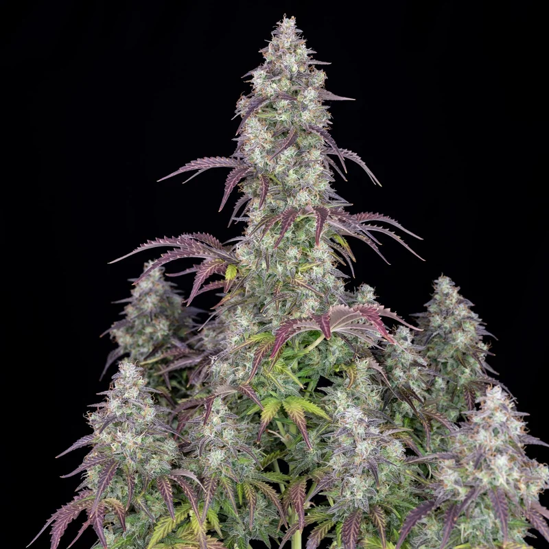Lemon Pie van Fast Buds