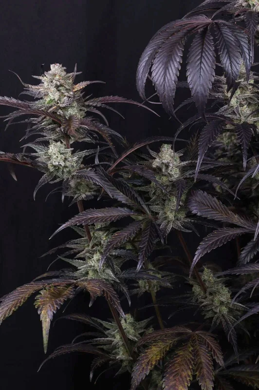 Strawberry Gorilla RF3 van Fast Buds