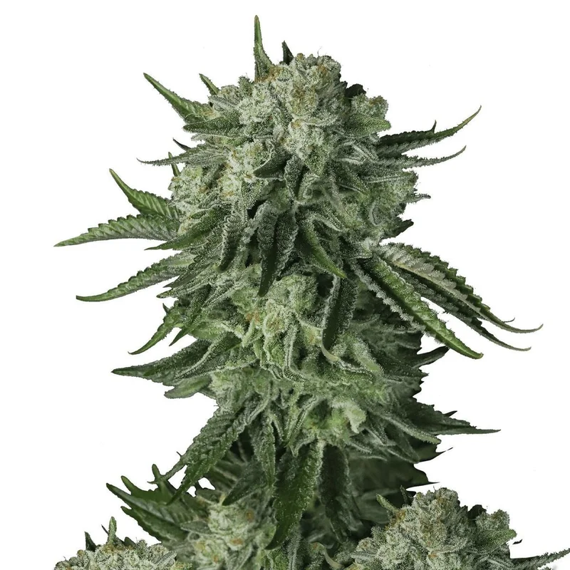 Moby Dick Original van Fast Buds