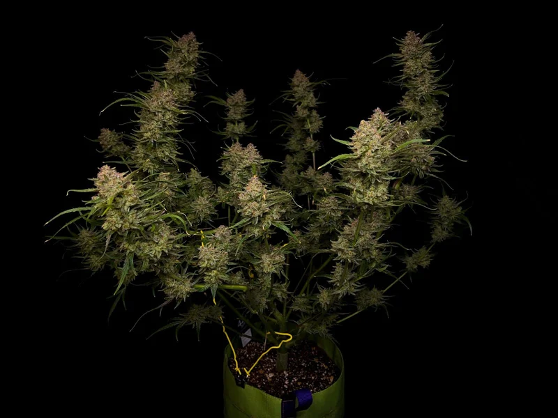 Guava van Fast Buds