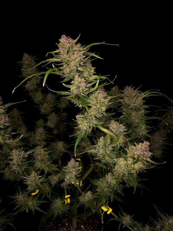Guava van Fast Buds