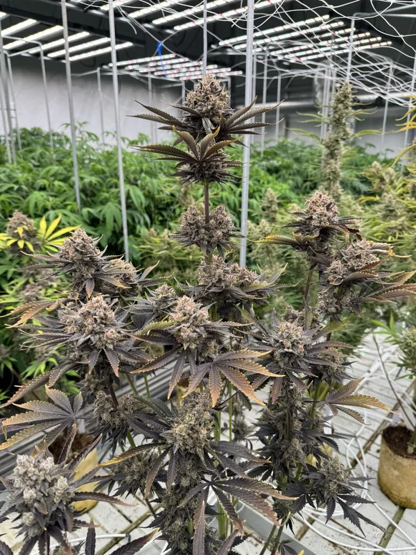 Banana Purple Punch RF3 van Fast Buds
