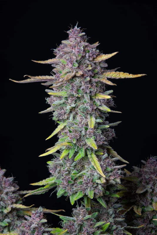 Purple Punch van Fast Buds
