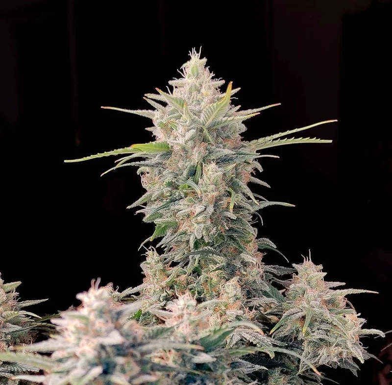 Skunk van Fast Buds