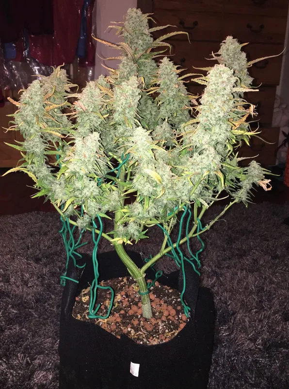 Green Crack van Fast Buds