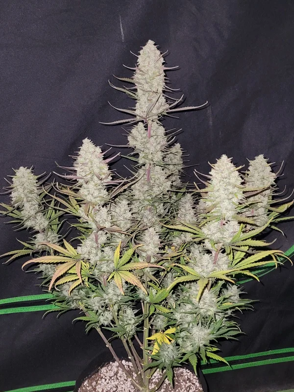 Tropicana Cookies van Fast Buds