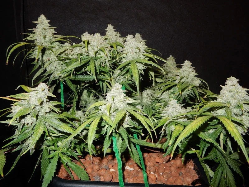 Green Crack van Fast Buds
