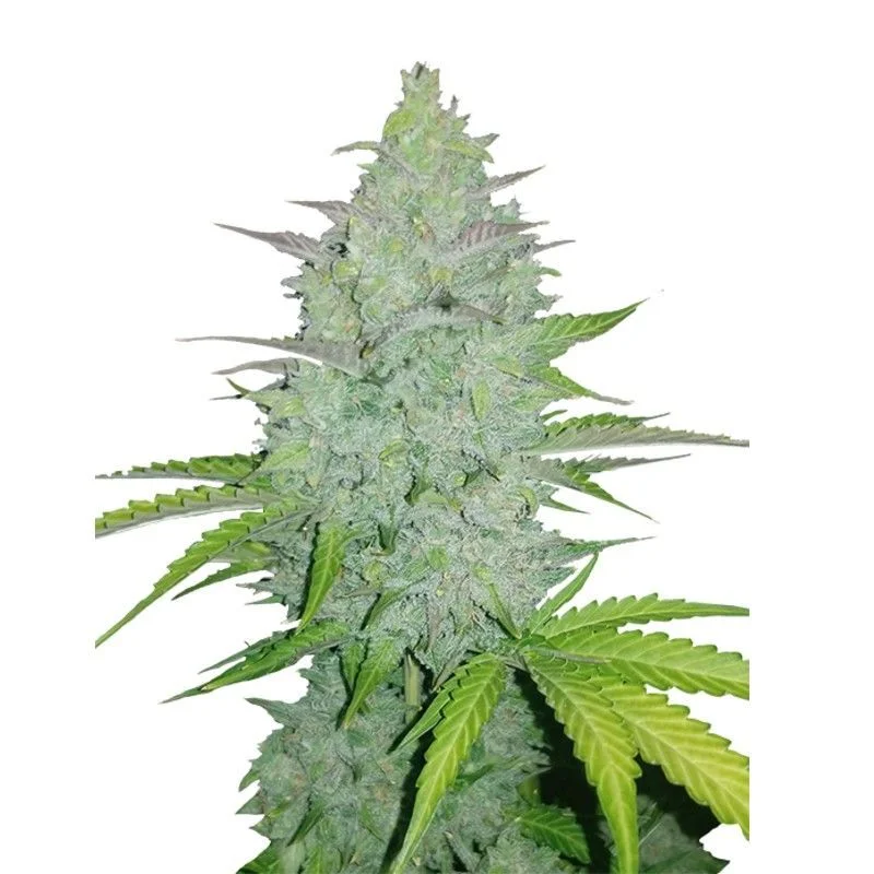 Original Cheese van Fast Buds